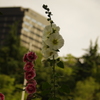立葵　4　日比谷公園