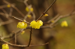 蝋梅　1　池田山公園　１月末