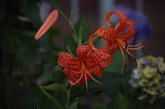 芝浦運河　花壇　5　７月下旬