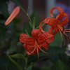 芝浦運河　花壇　5　７月下旬