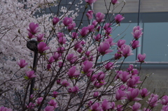 シモクレンと桜