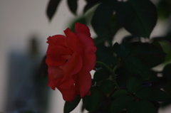 薔薇　6　芝浦中央公園　７月末