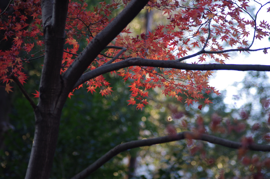 紅葉