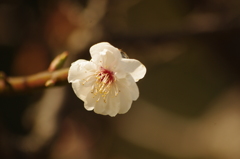 白梅　旧芝離宮庭園