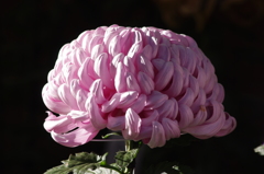 菊　5　日比谷公園　１１月