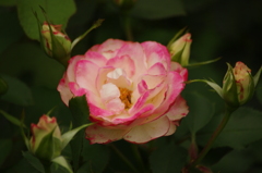 薔薇　14　代々木公園　６月