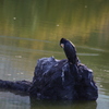 カワウ