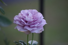 薔薇　１３　港が見える丘公園　１０月