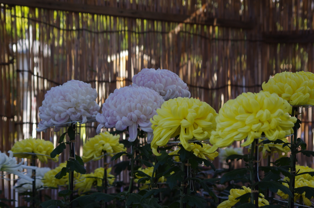 菊　3　亀戸天神　１１月