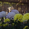 菊　3　亀戸天神　１１月
