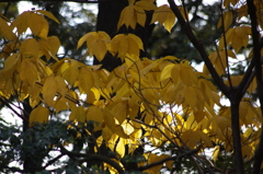 紅葉　旧古河庭園　１２月