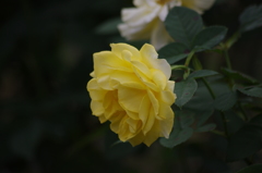 秋薔薇　8