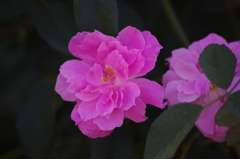 薔薇　10　港が見える丘公園　10月