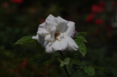 薔薇　17