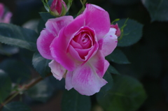 薔薇　5