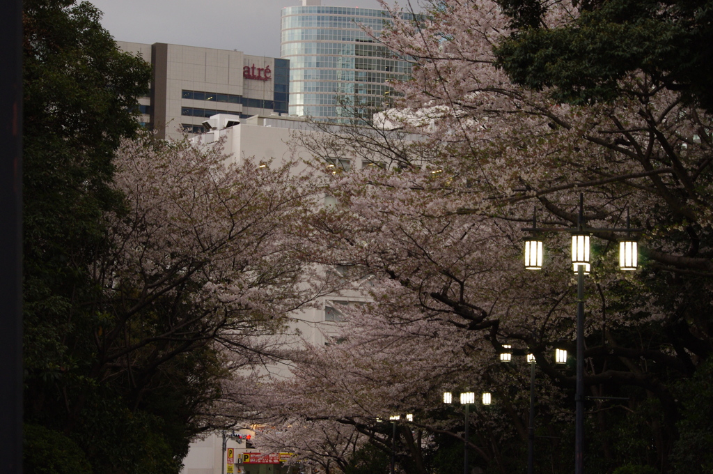 桜　4　高輪プリンス周辺