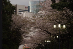 桜　4　高輪プリンス周辺