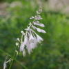向島百花園　６月　花　4
