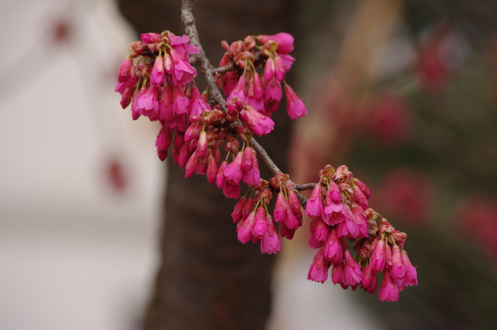 緋寒桜　2