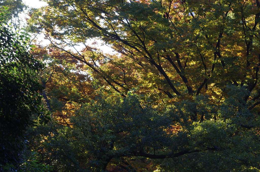 秋景色　1　日比谷公園　１１月