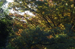 秋景色　1　日比谷公園　１１月