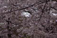 桜　3