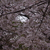 桜　3