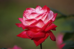薔薇　5　代々木公園　１０月