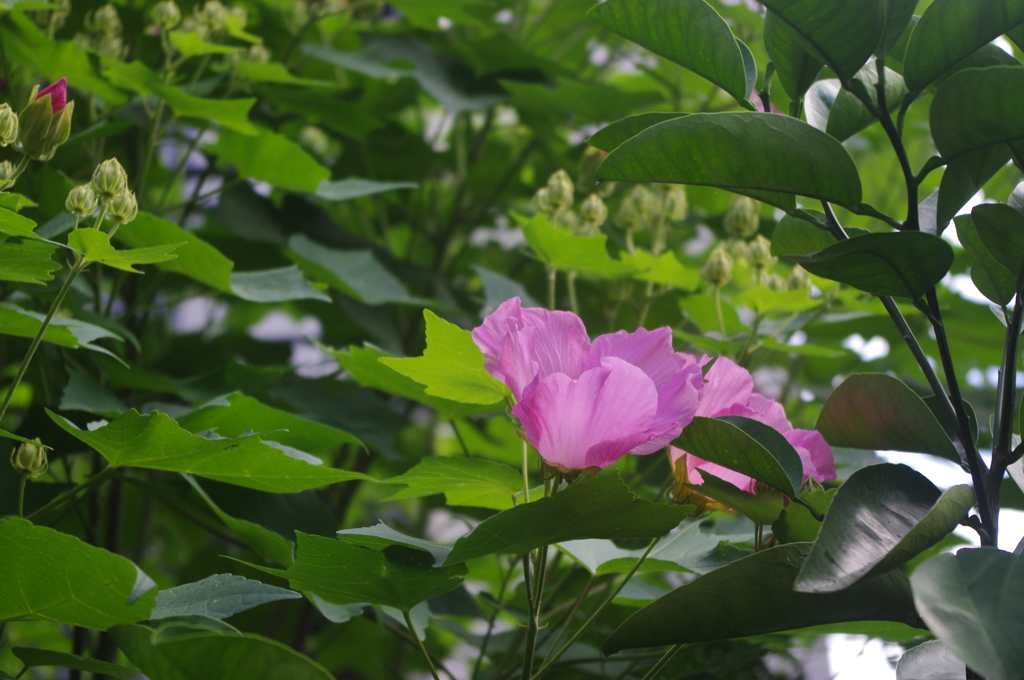 泉岳寺門前の花　3