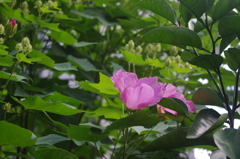 泉岳寺門前の花　3
