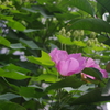 泉岳寺門前の花　3