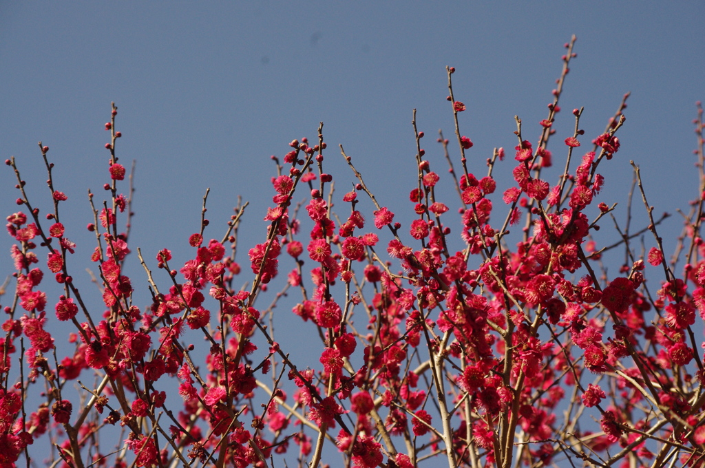 紅梅　1　皇居東御苑　２月