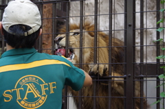 餌をもらうライオン　野毛山動物園　１０月