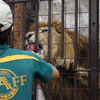 餌をもらうライオン　野毛山動物園　１０月