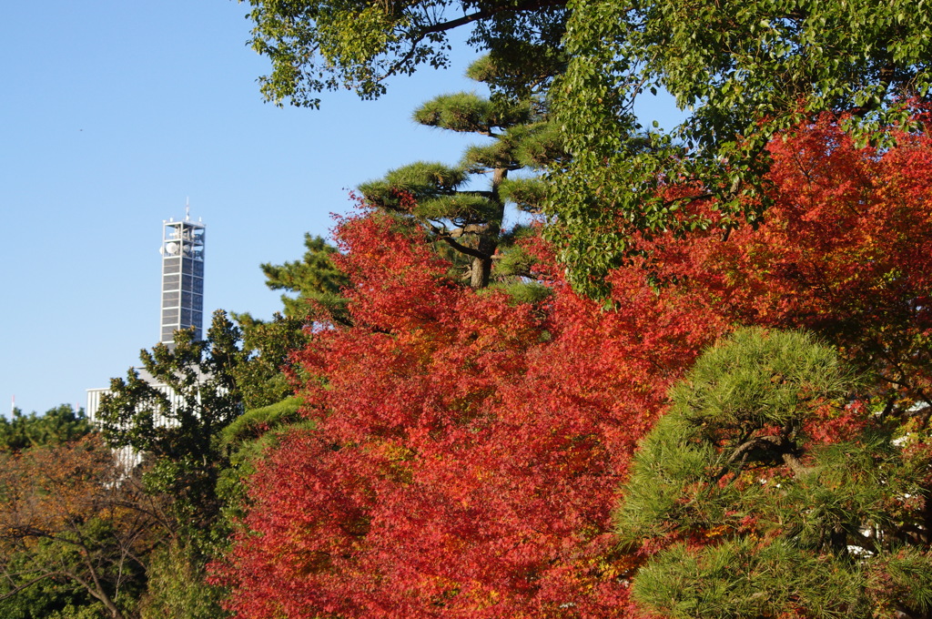 皇居東御苑　紅葉　3