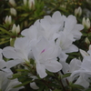 白ツツジ　上野公園