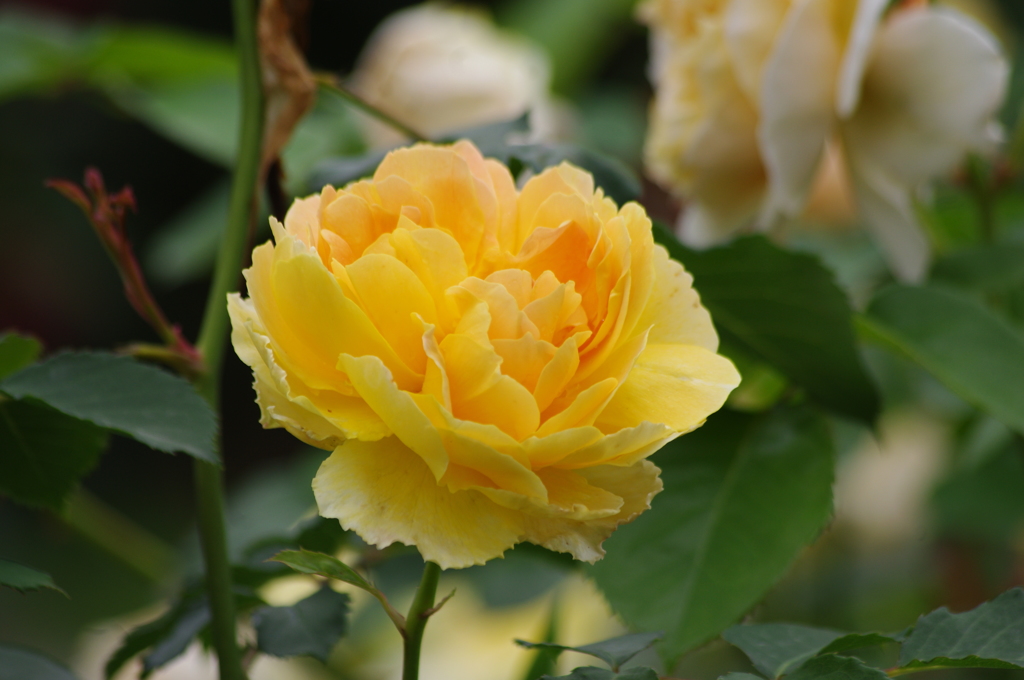 薔薇　11　港が見える丘公園　5月