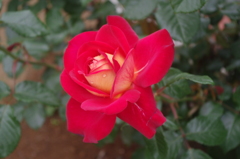 薔薇　11　芝浦中央公園