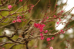 紅梅　旧浜離宮庭園　２月