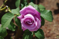 薔薇　3　日比谷公園　5月