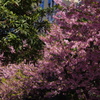 河津桜　11