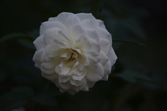 薔薇　13