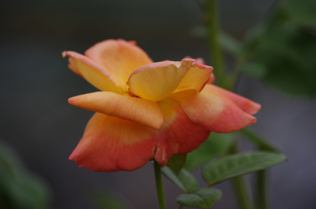 薔薇　2