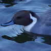 カモ　戸越公園　１２月中旬