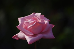 薔薇　1