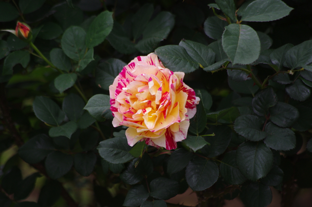 日比谷の薔薇　6