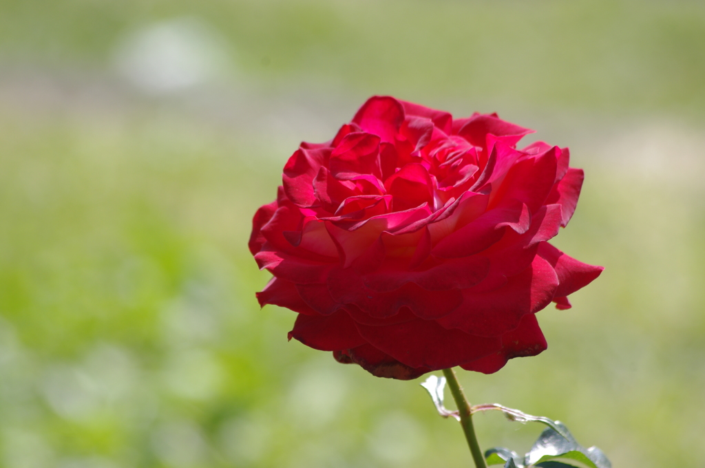 代々木公園　５月の薔薇　８