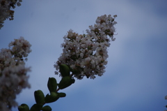 百日紅　1　旧浜離宮庭園　7月中旬
