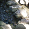 川の流れ　戸越公園　９月