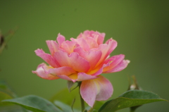 プリンスパークタワー東京　薔薇　2　８月